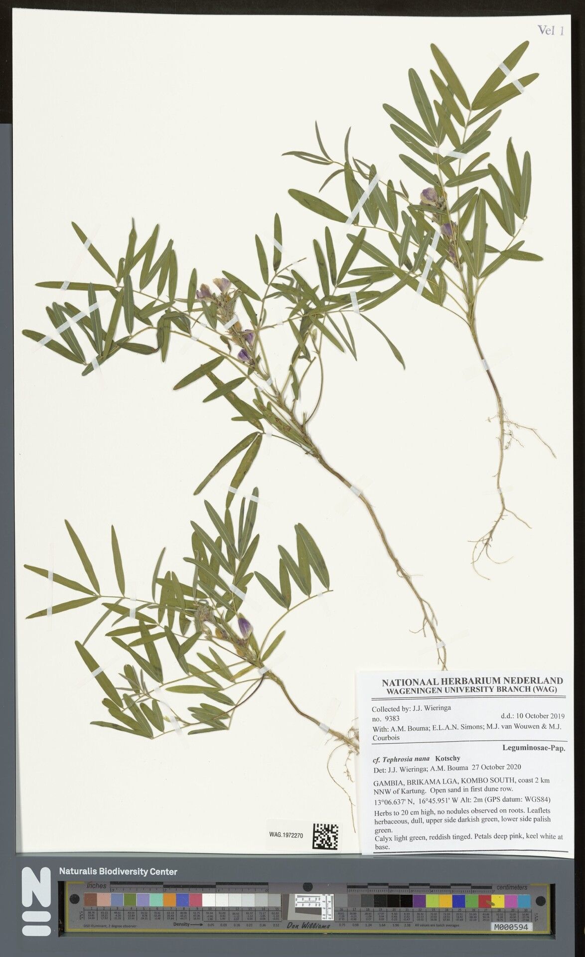 Tephrosia platycarpa — houseplant care guide