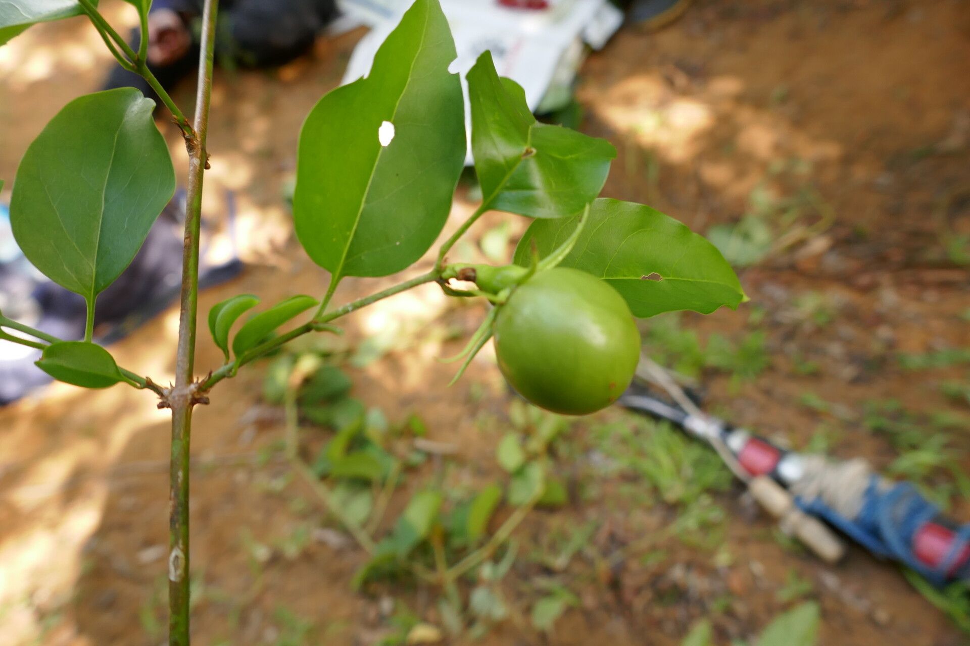Jasminum greveanum — houseplant care guide