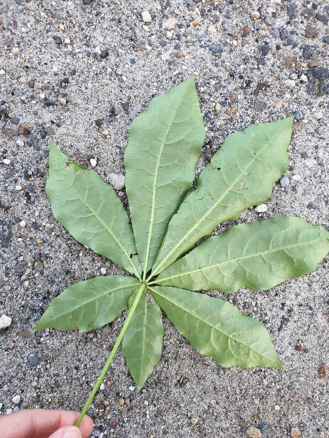 Schefflera digitata — search result for 'Araliaceae'