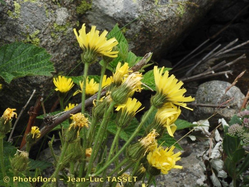 Hieracium neopicris flower