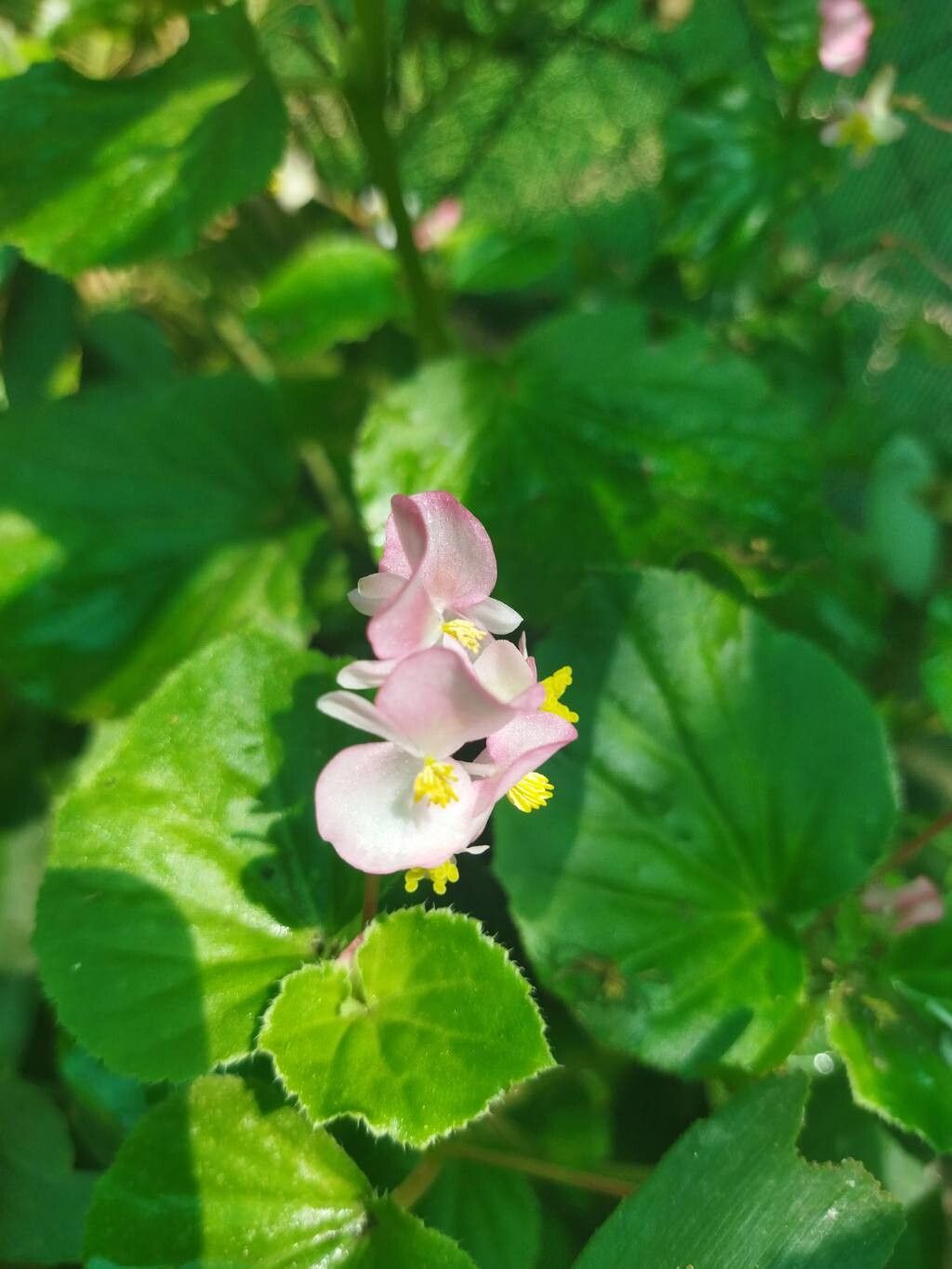 Begonia baronii flower