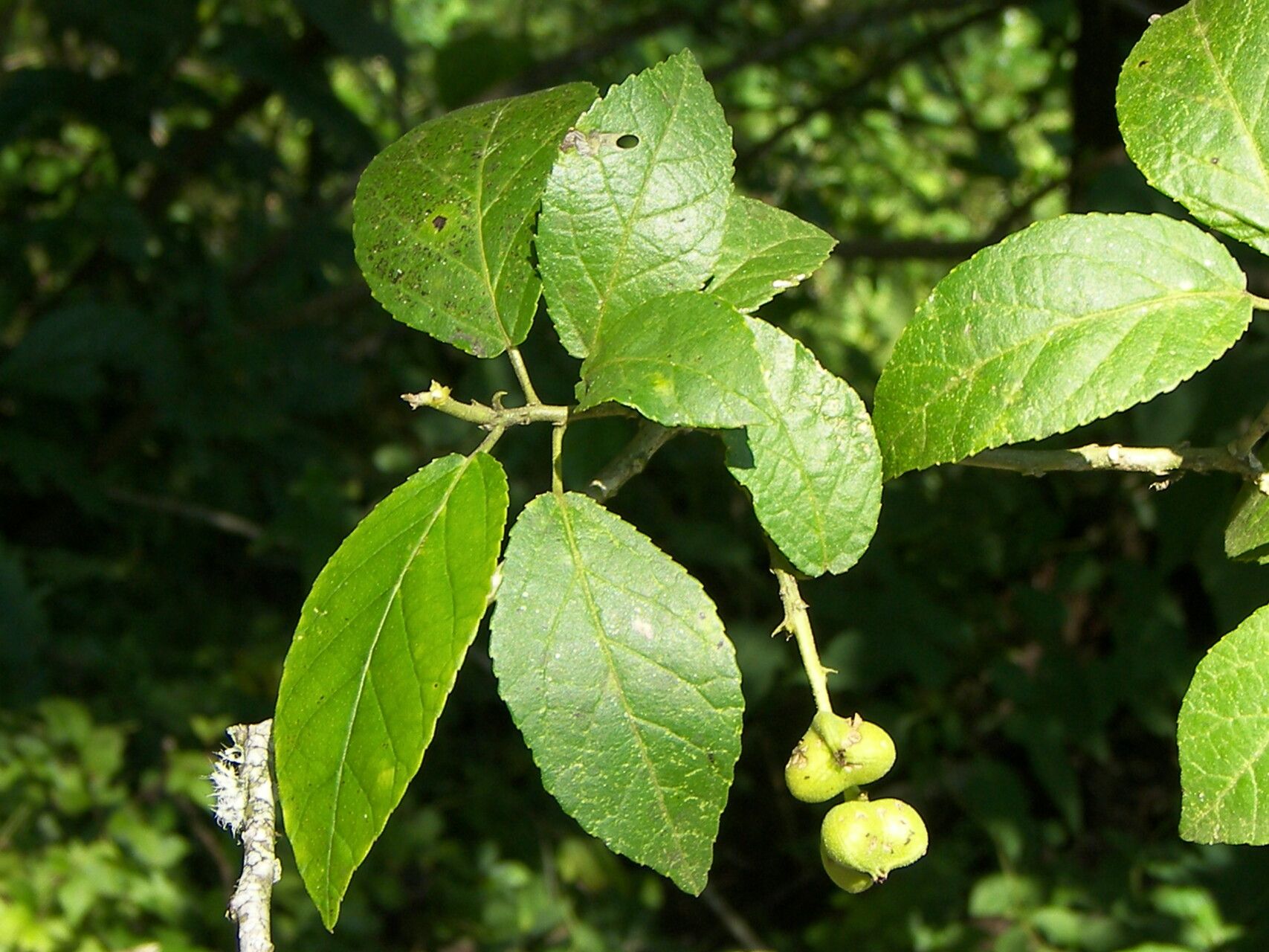 Bernardia dodecandra — related species from the same genus