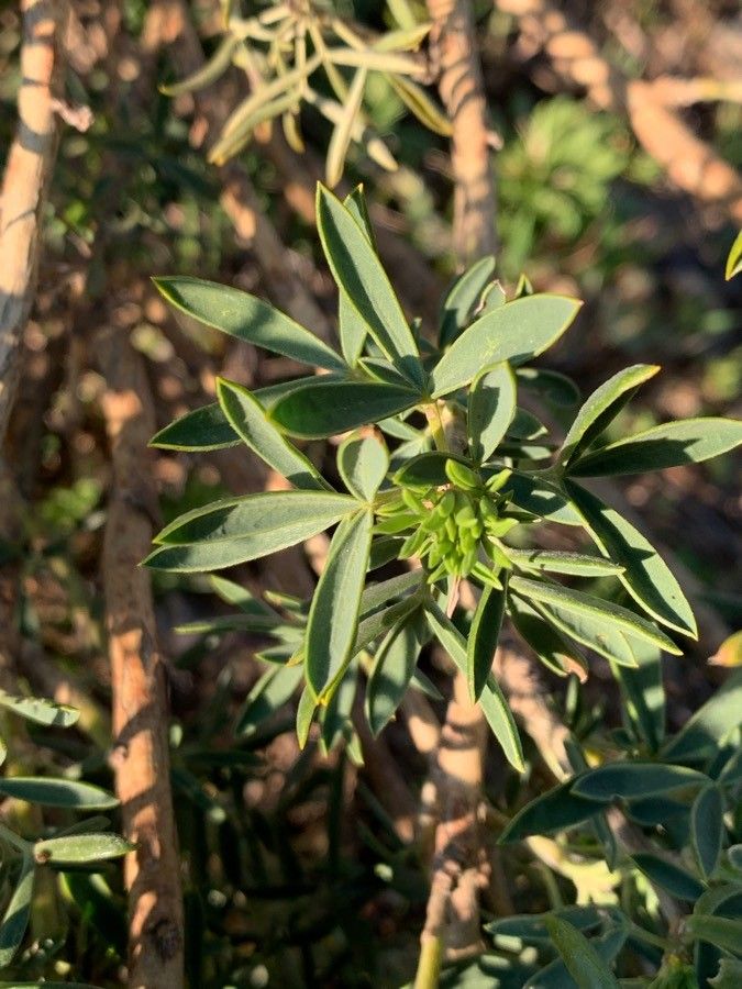 Adenocarpus decorticans leaf