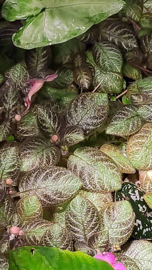 Episcia lilacina — search result for 'Gesneriaceae'