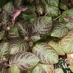 Episcia lilacina