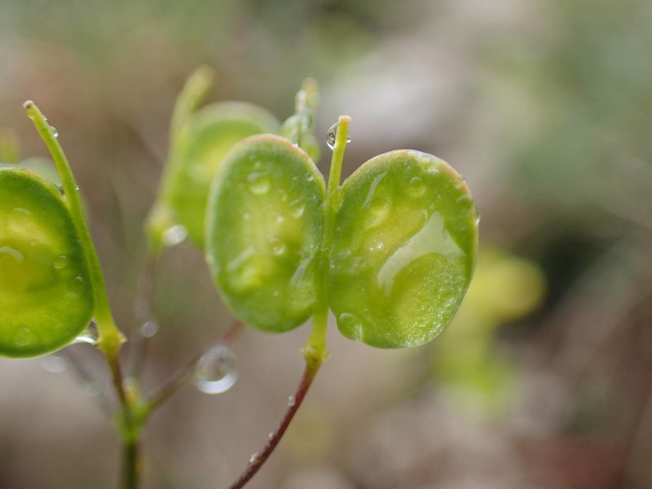 Biscutella minor fruit