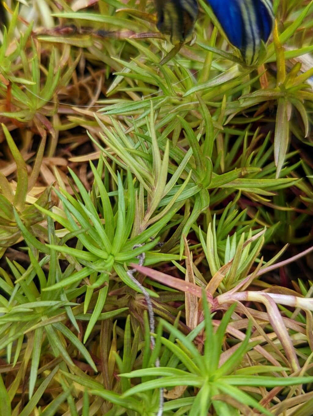 Gentiana sino-ornata — houseplant care guide