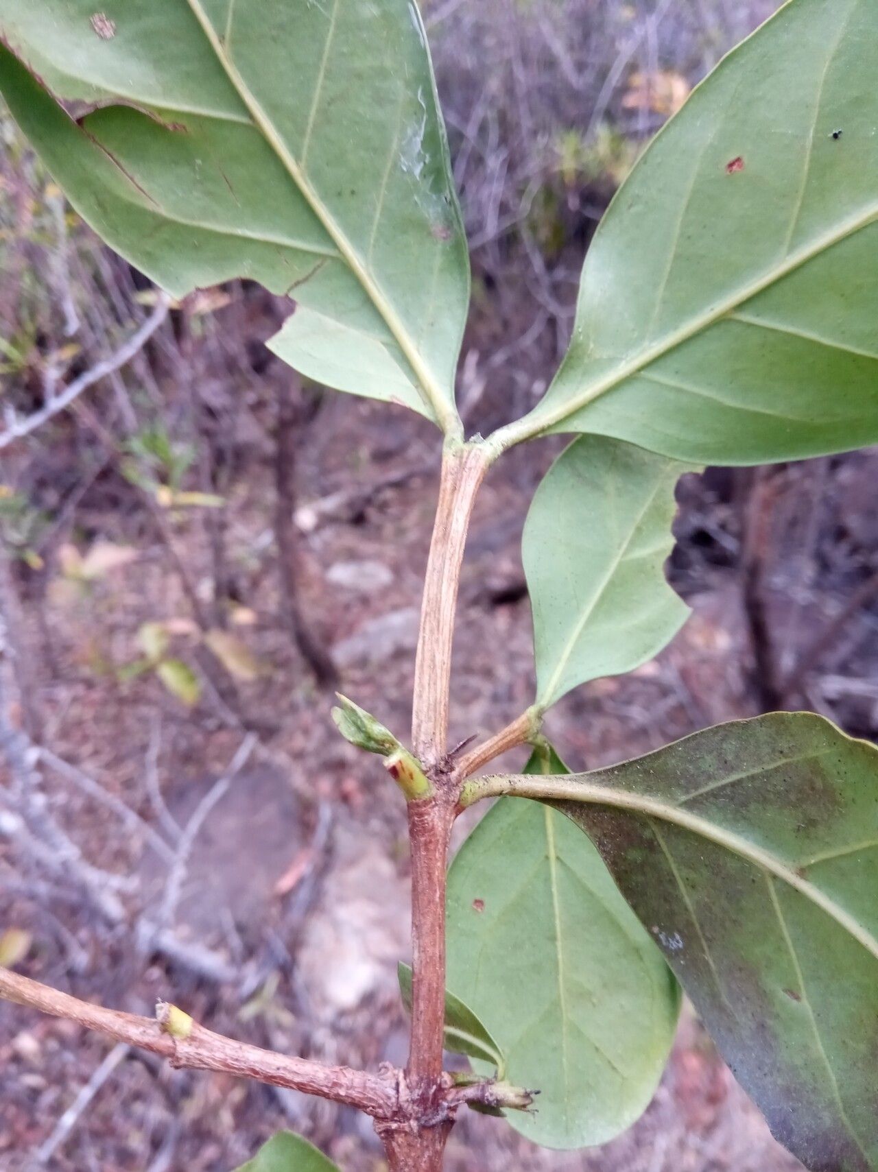 Pyrostria mandrarensis — houseplant care guide