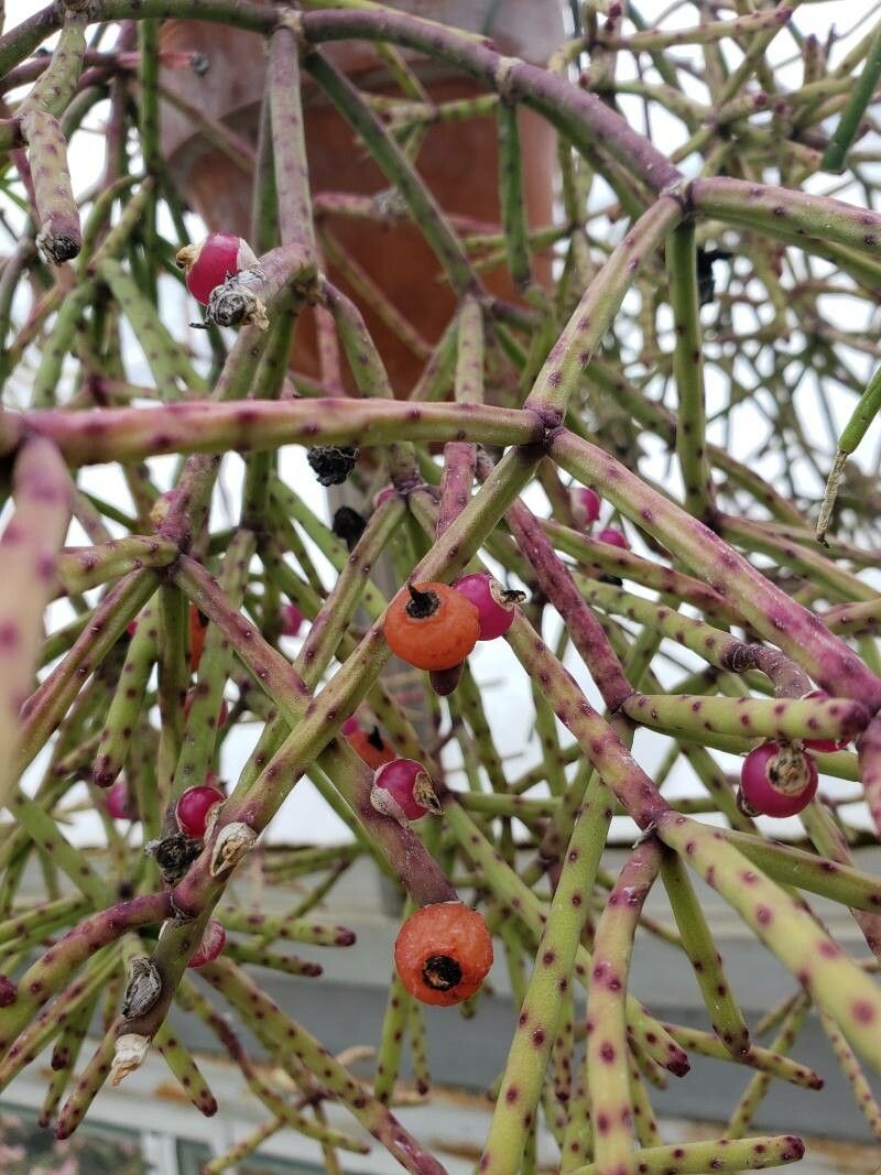 Rhipsalis neves-armondii fruit
