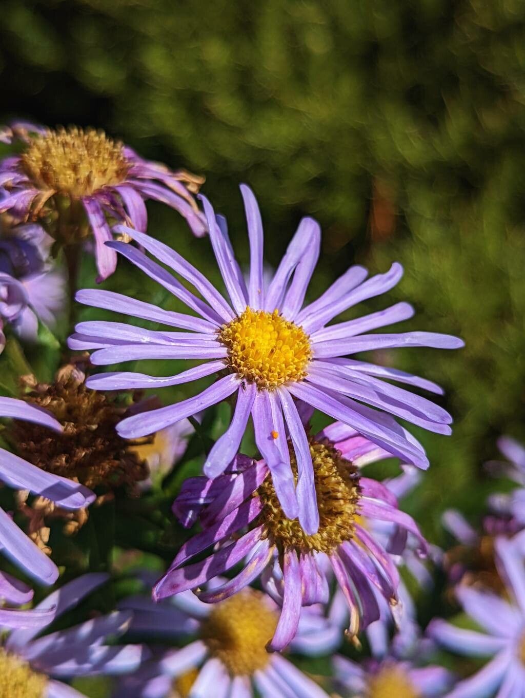 Aster pyrenaeus flower