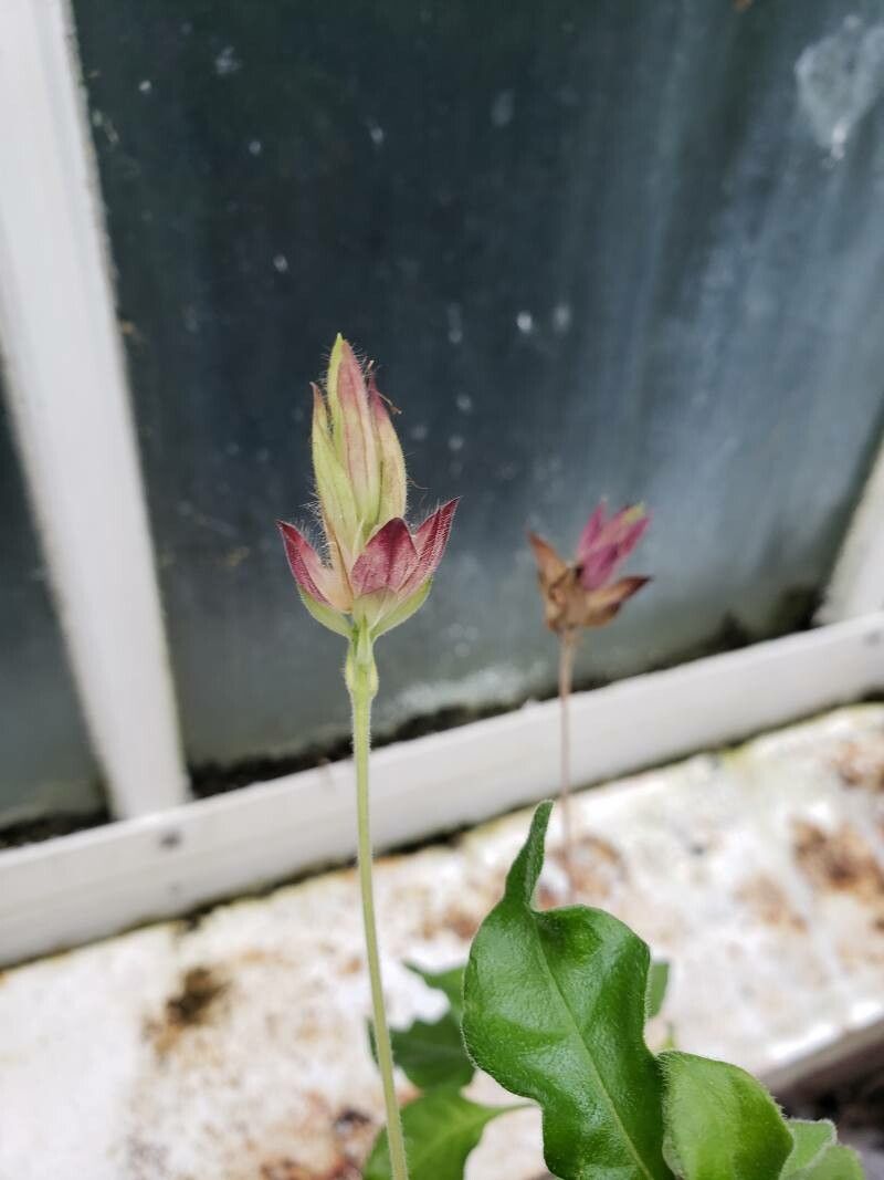 Crossandra nilotica flower