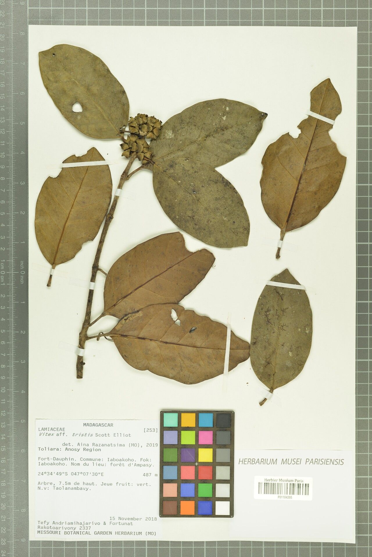 Vitex tristis — houseplant care guide