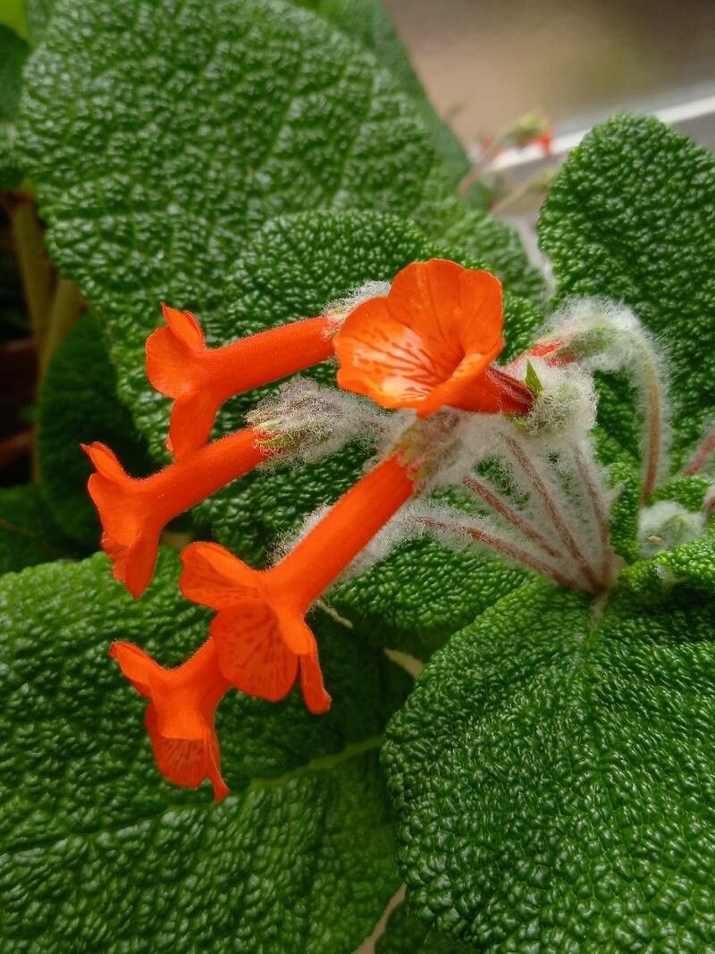 Sinningia bullata flower