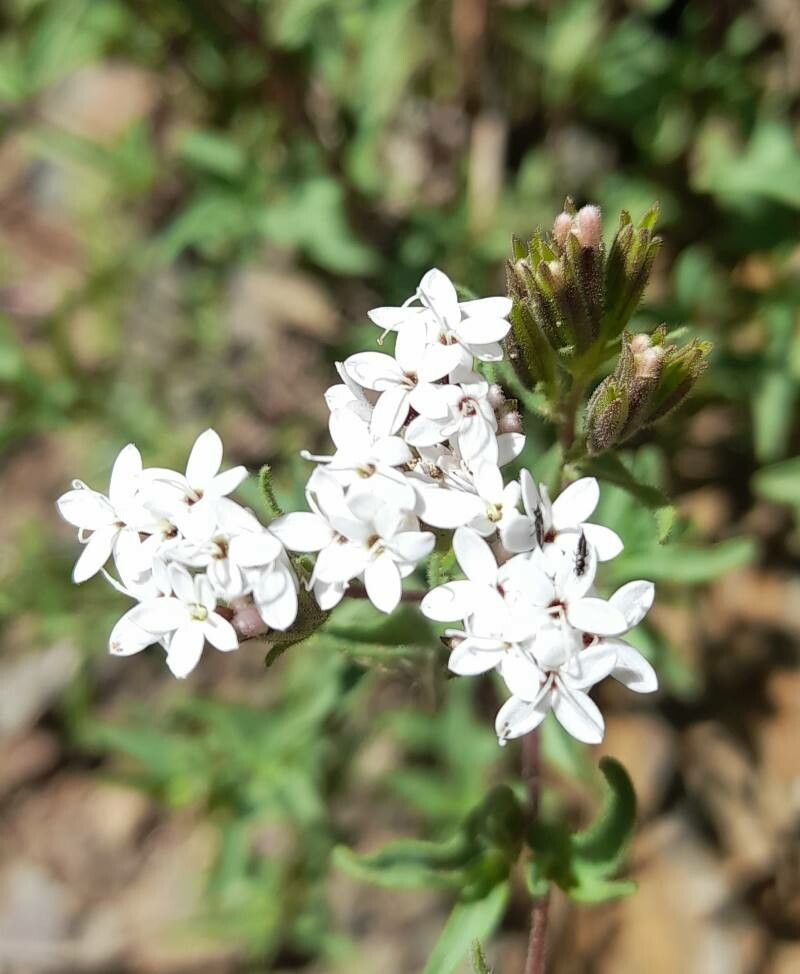 Stevia minor flower