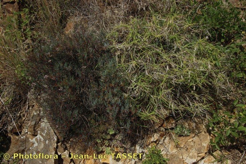 Brachypodium arbuscula habit