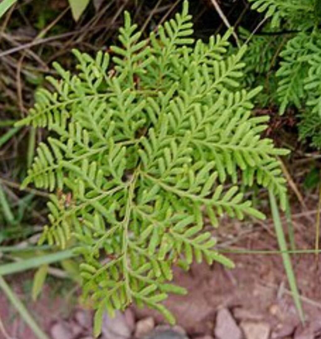 Hemionitis germanotta — houseplant care guide