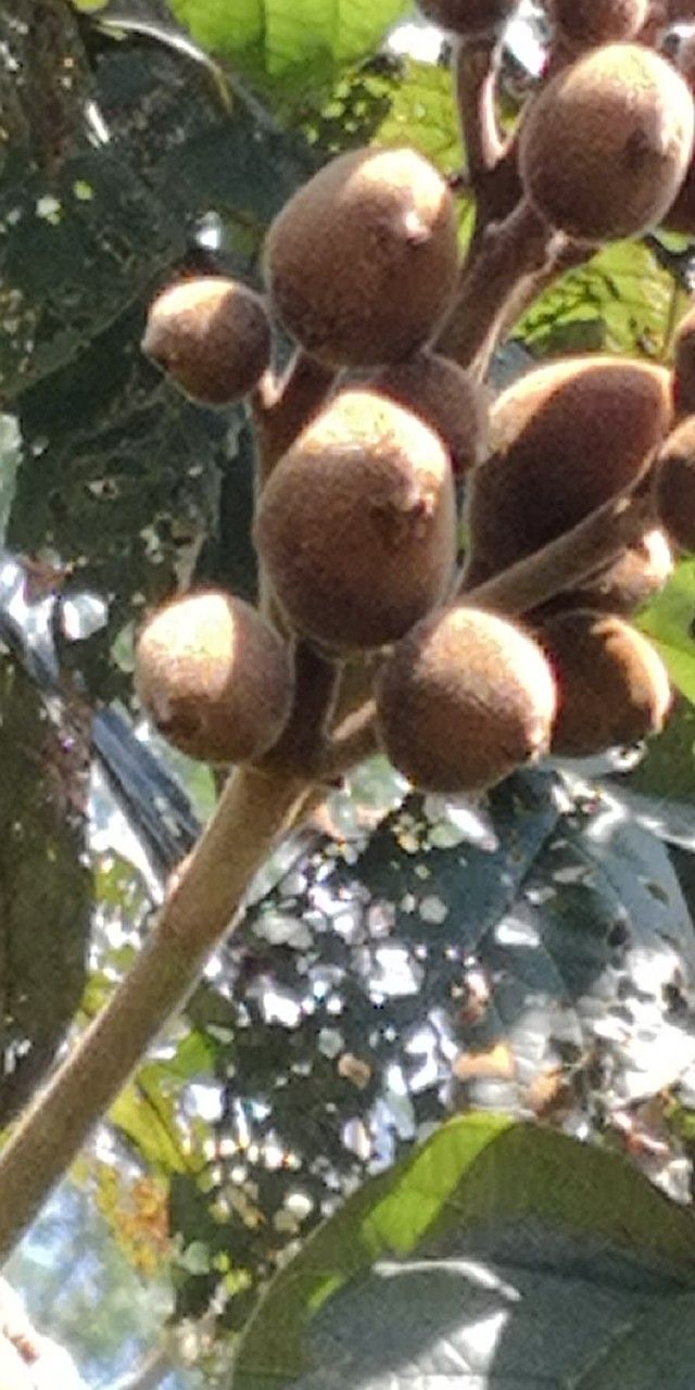 Markhamia stipulata other