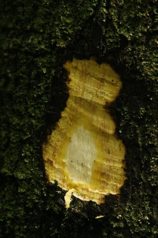 Diospyros cayennensis other