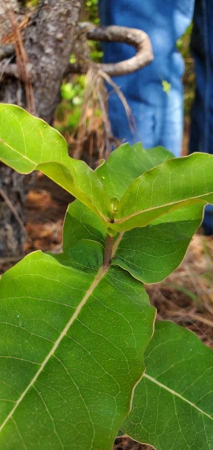 Asclepias amplexicaulis leaf