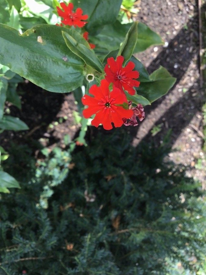 Lychnis chalcedonica flower