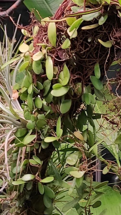 Neoregelia abendrothae — related species from the same genus