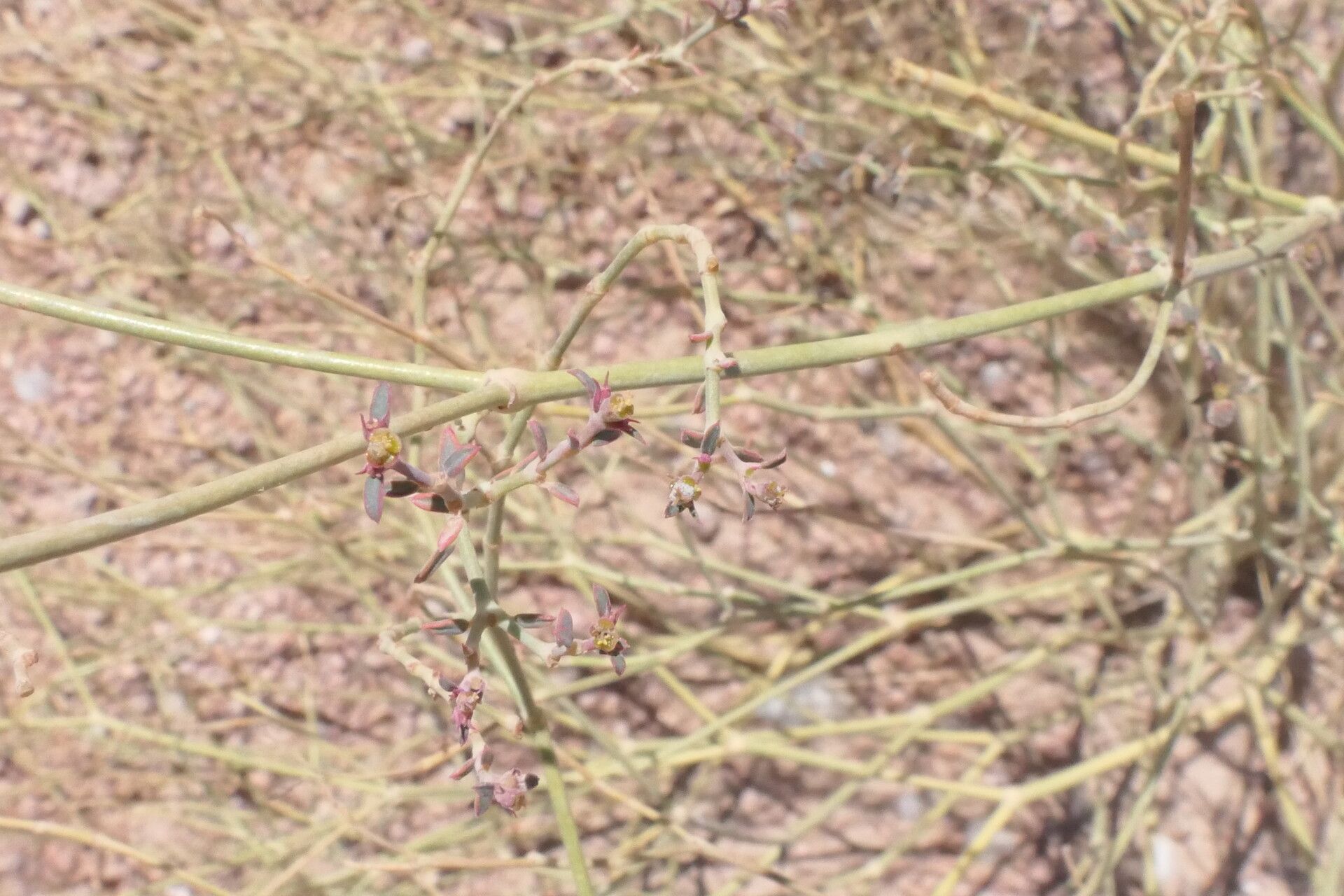 Euphorbia glanduligera flower