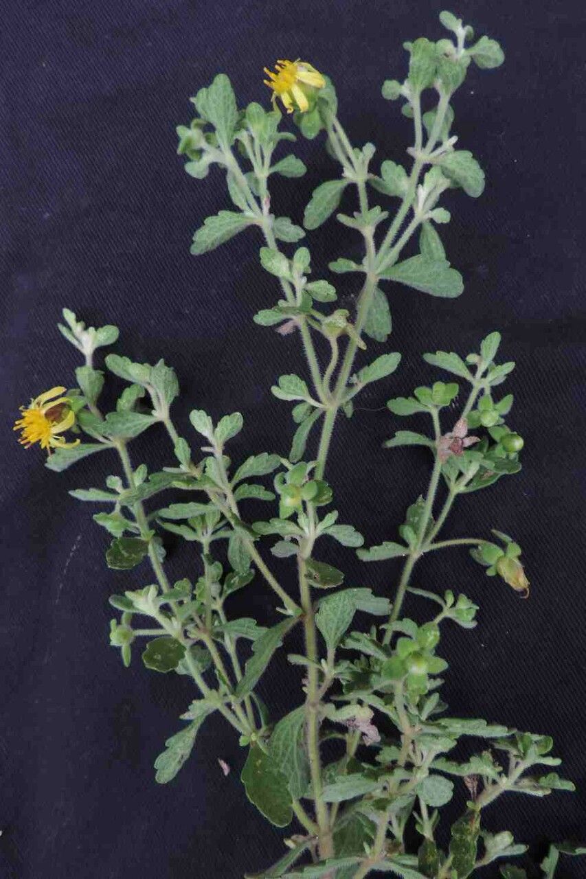 Calea teucriifolia — houseplant care guide