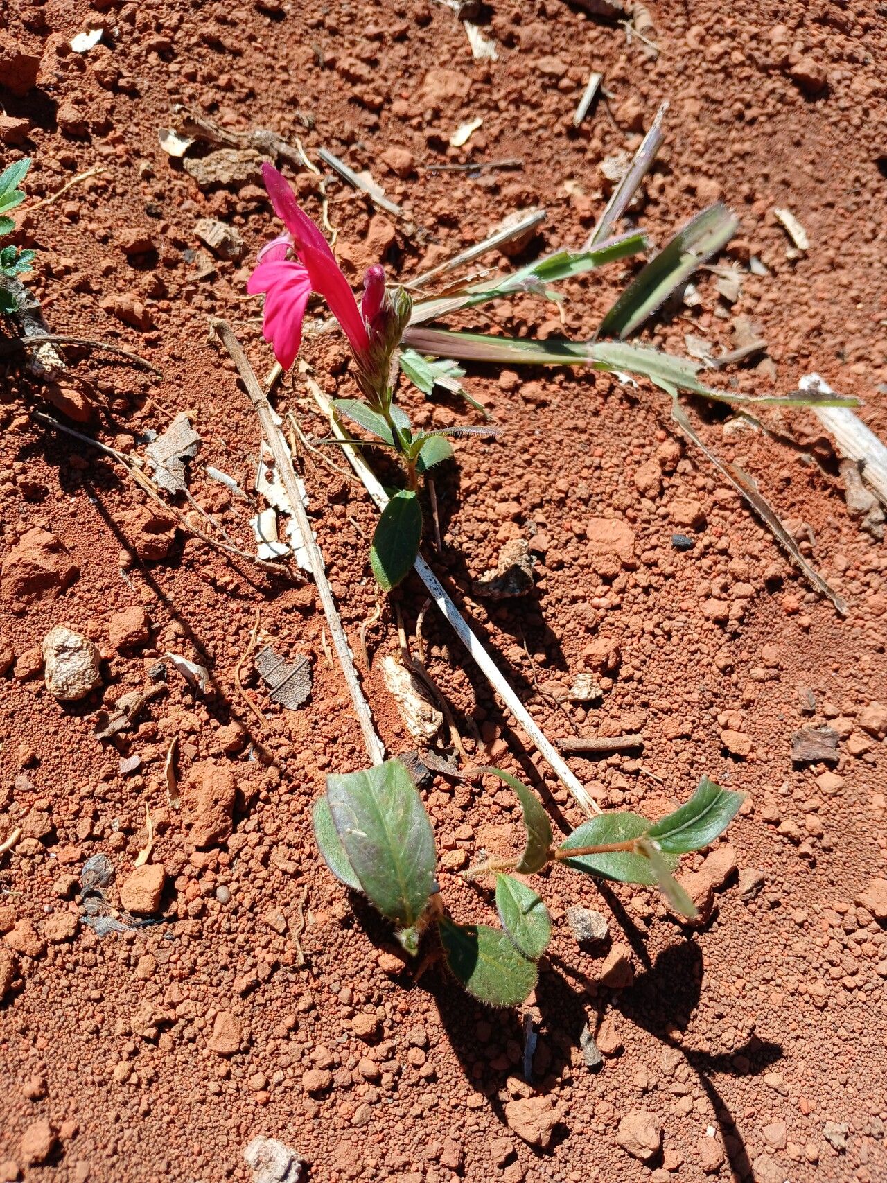 Justicia lanstyakii habit