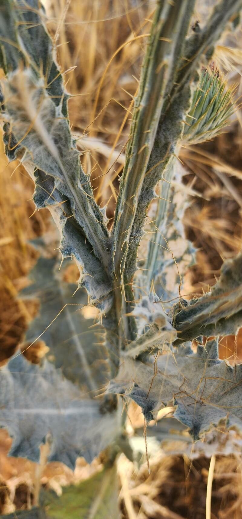 Onopordum leptolepis bark