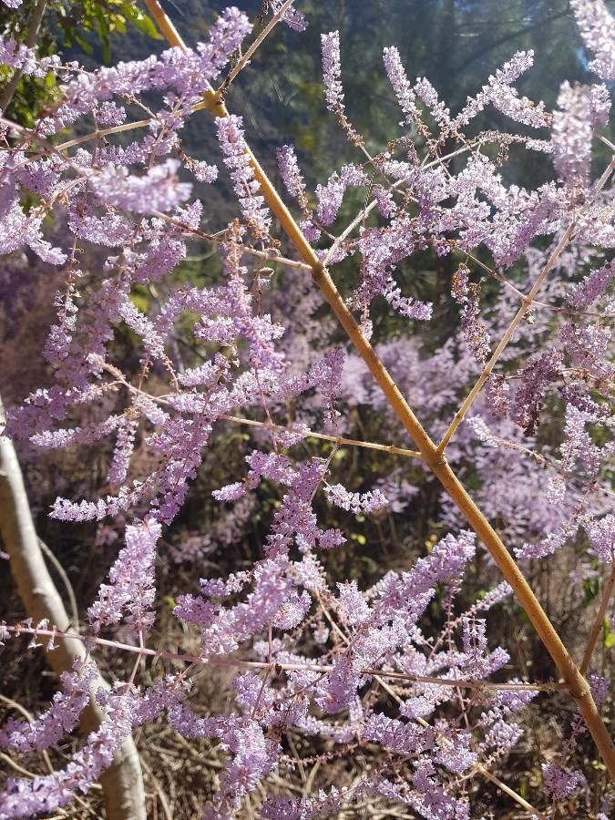 Tetradenia riparia flower