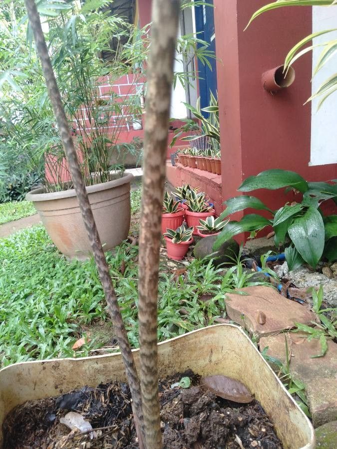 Alocasia nycteris bark