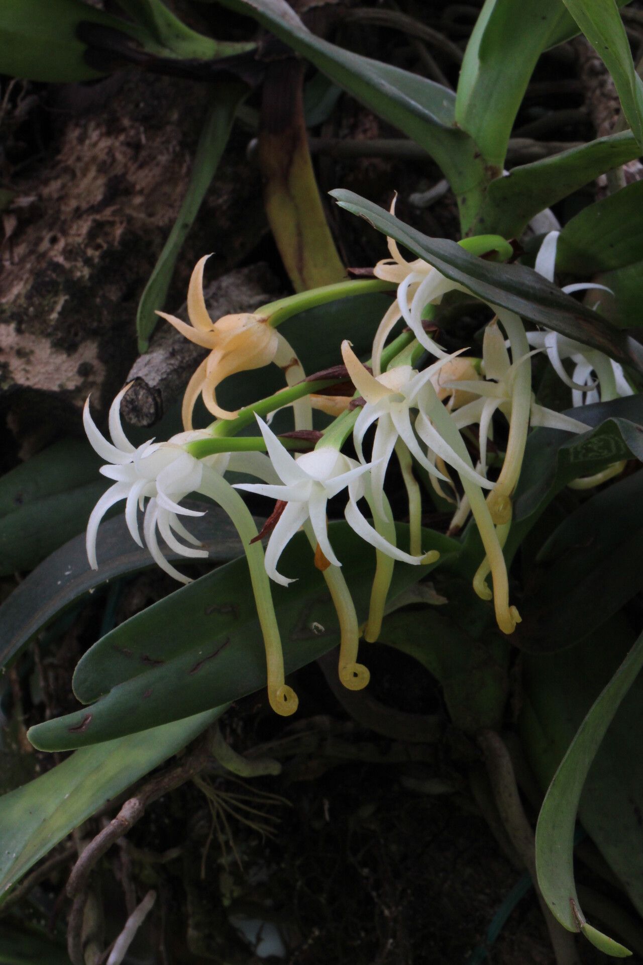 Cyrtorchis hamata flower