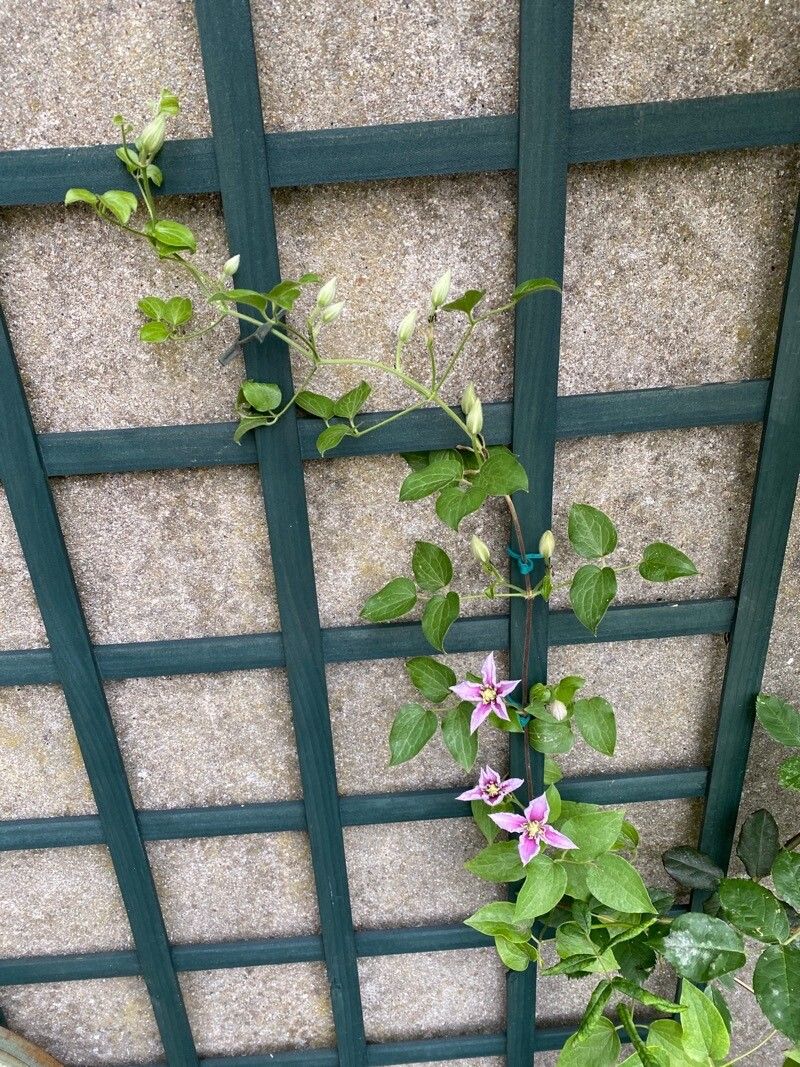 Clematis columbiana habit