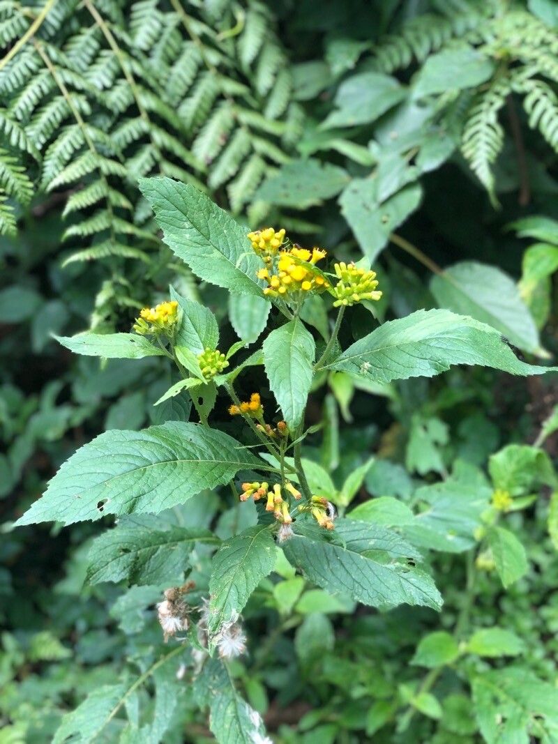 Senecio maranguensis flower