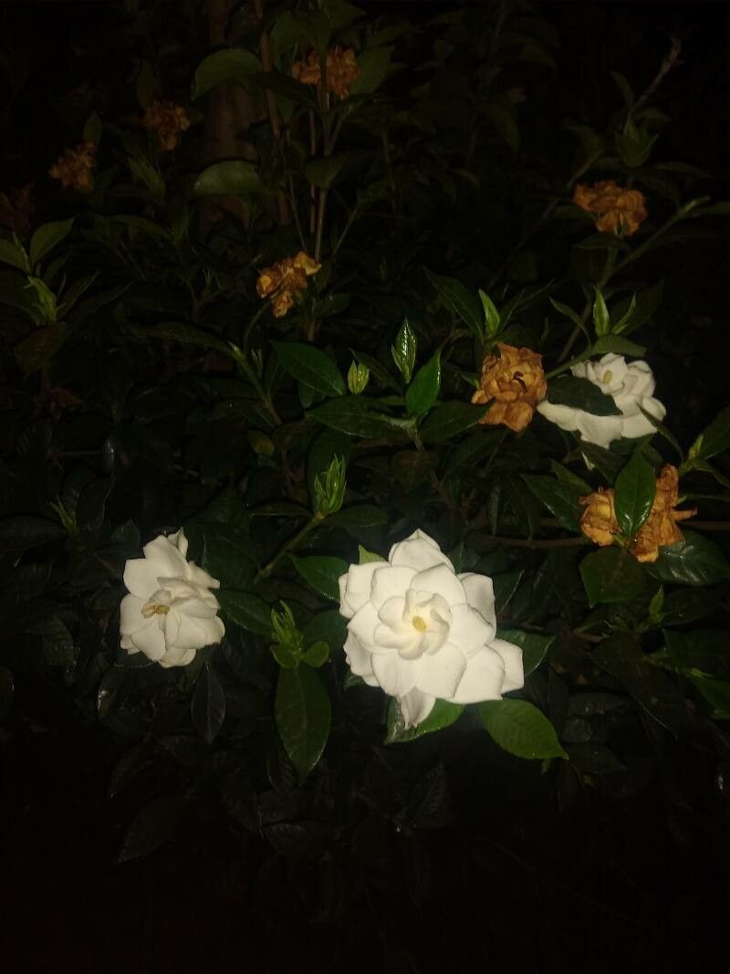 Camellia euphlebia — search result for 'Camellia'