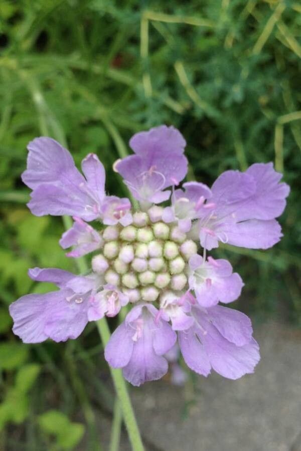 Scabiosa atropurpurea flower