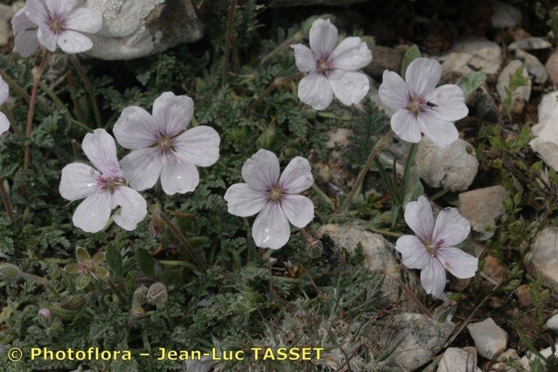 Erodium saxatile habit