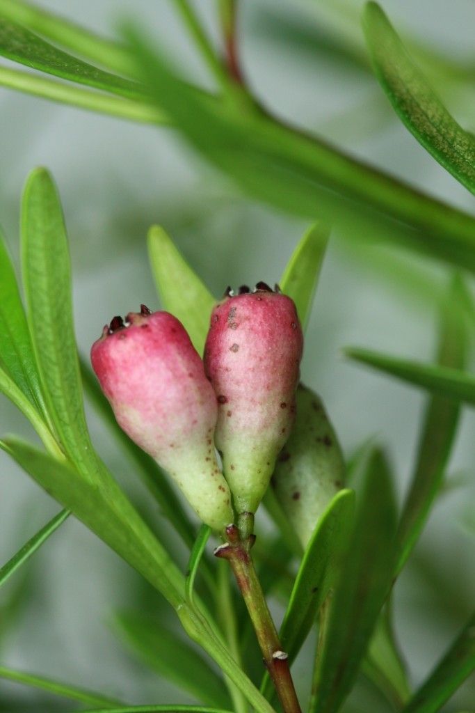 Syzygium elegans fruit