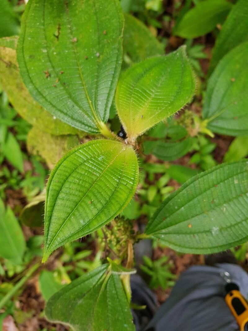 Miconia hammelii leaf