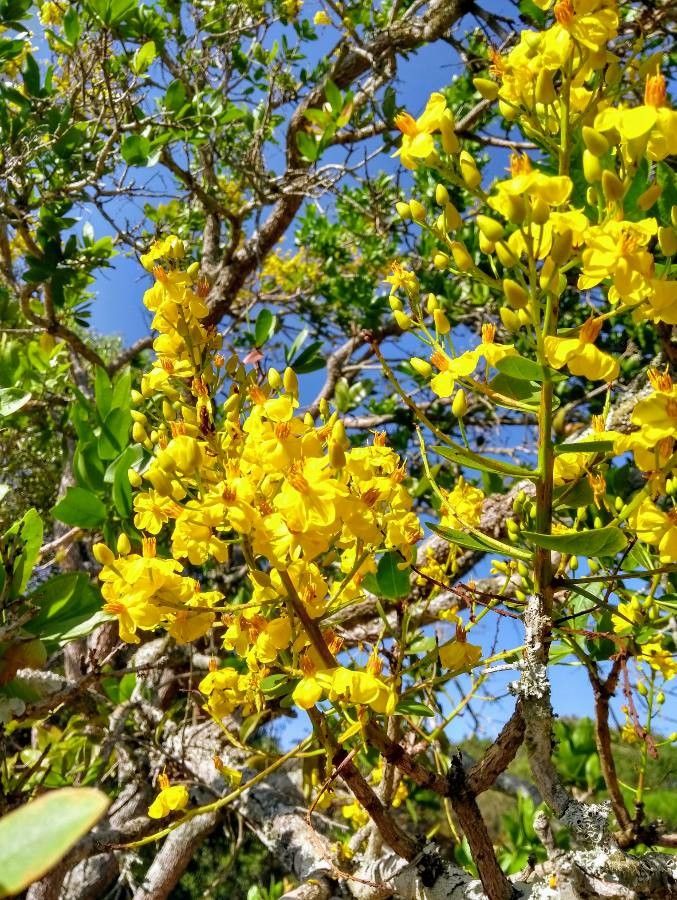 Ouratea spectabilis — houseplant care guide