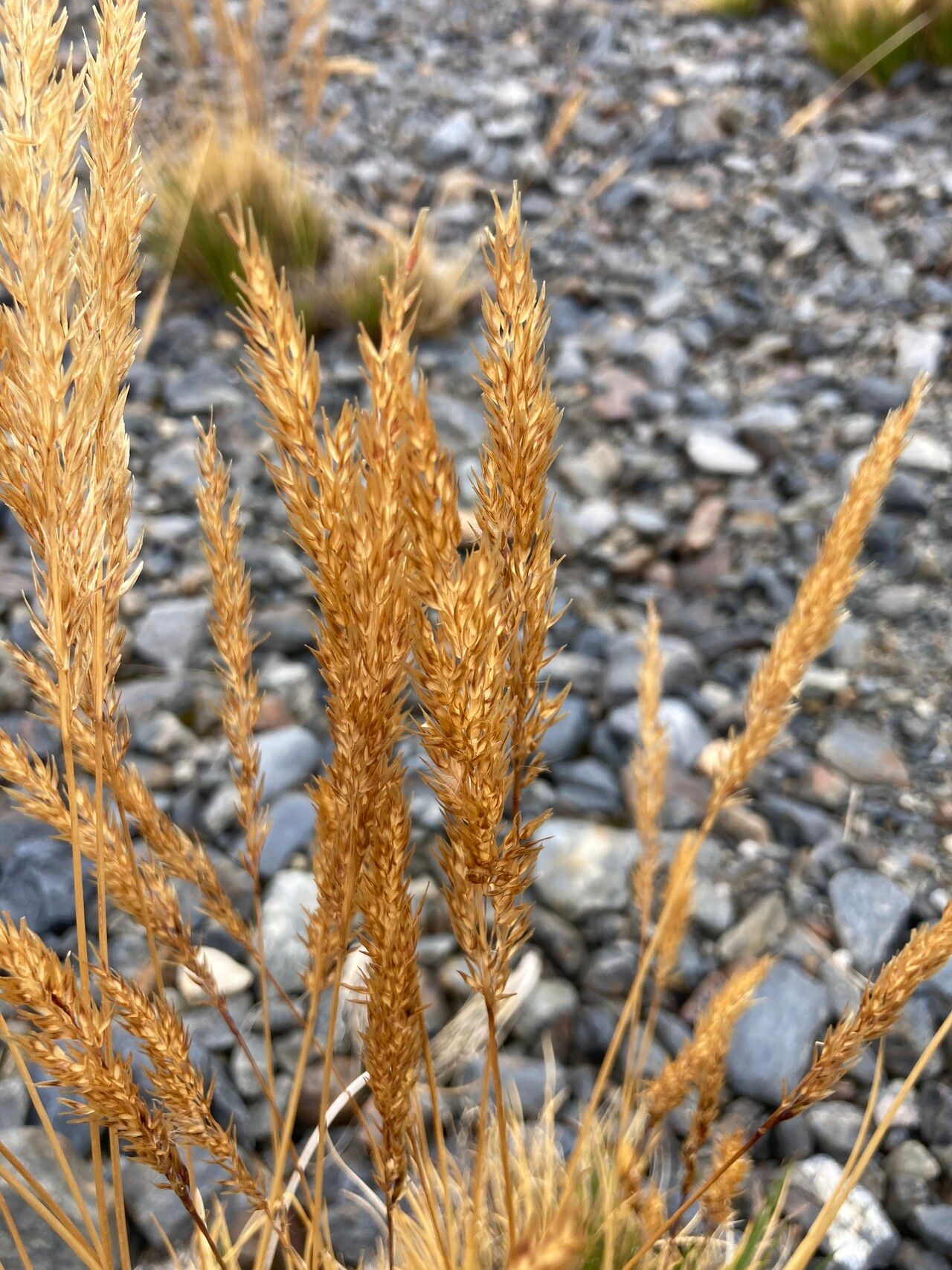Cinnagrostis nitidula flower