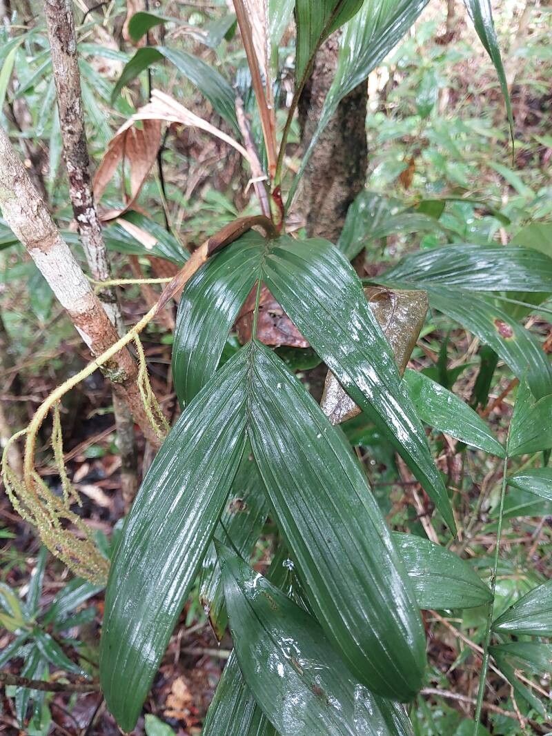 Dypsis hildebrandtii — search result for 'Dypsis'