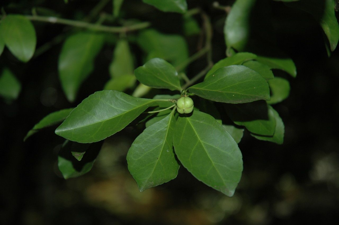 Euonymus boninensis