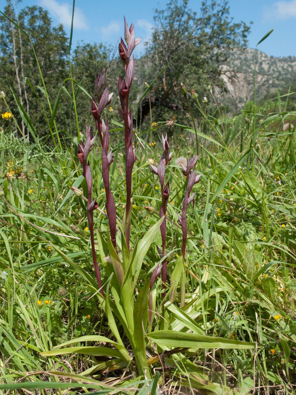 Serapias bergonii habit