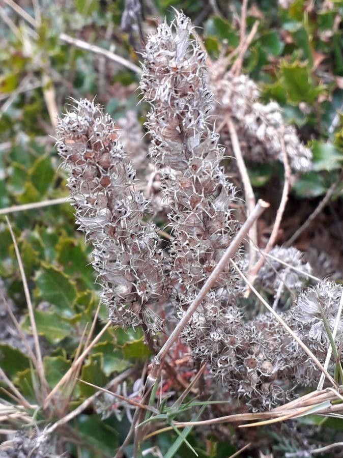 Coris monspeliensis fruit