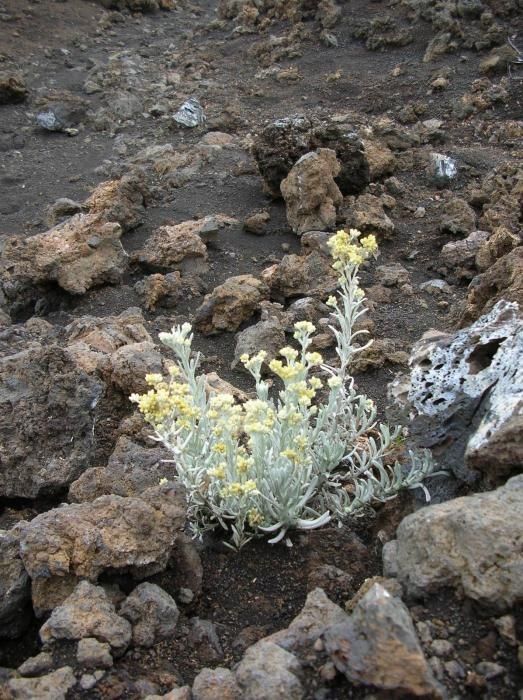 Pseudognaphalium sandwicensium habit
