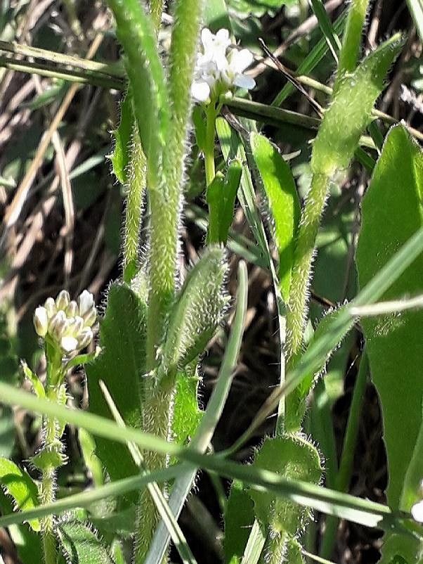 Arabis hirsuta — search result for 'Brassicaceae'