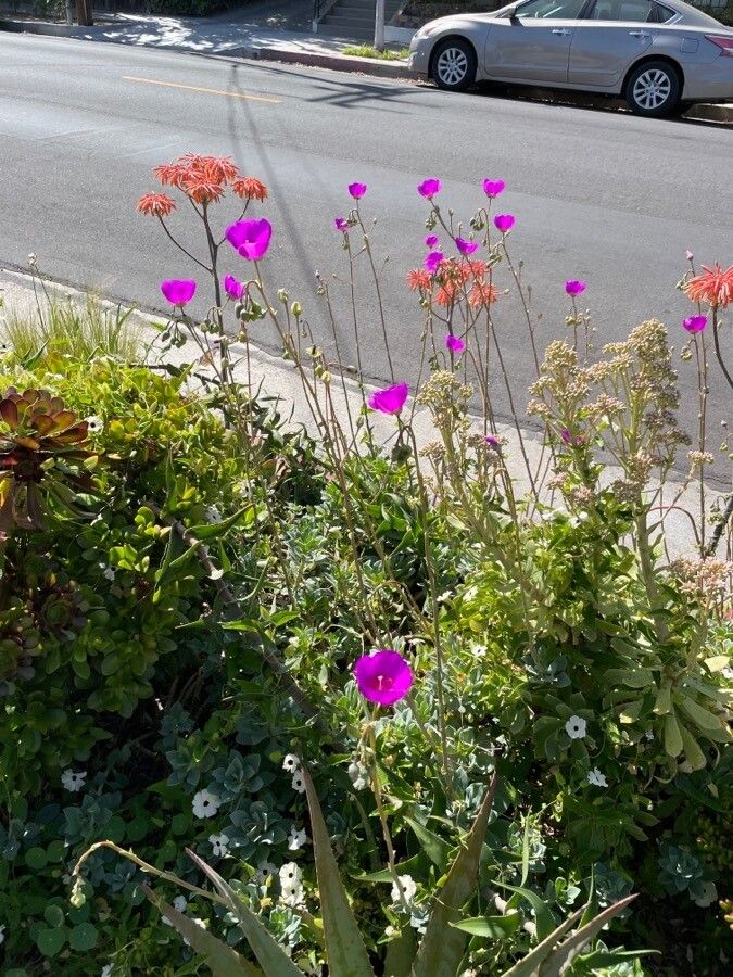 Calandrinia spectabilis habit