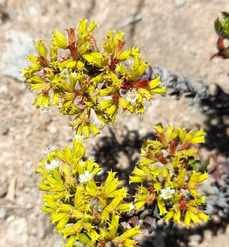 Chorizanthe mieresii flower