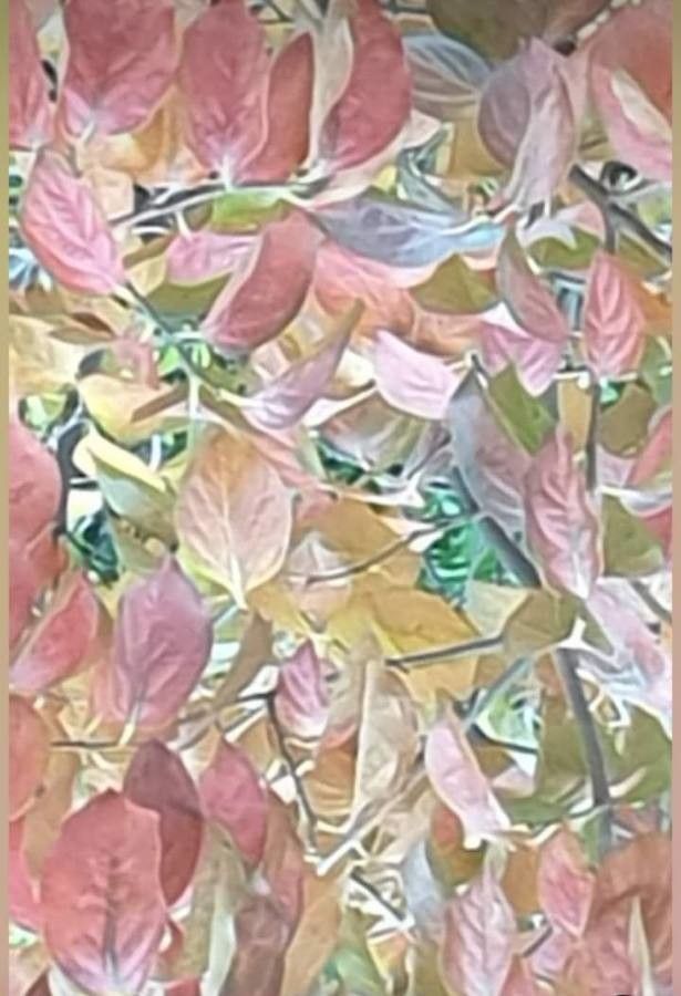 Combretum erythrophyllum